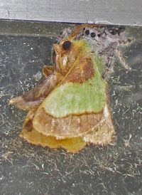 Smaller Parasa